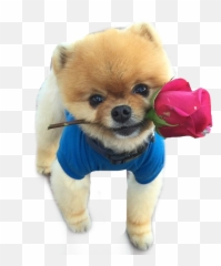 Jiffpomdogcute Freetoedit - Cute I Love You Puppies Emoji,Jiffpom Emoji