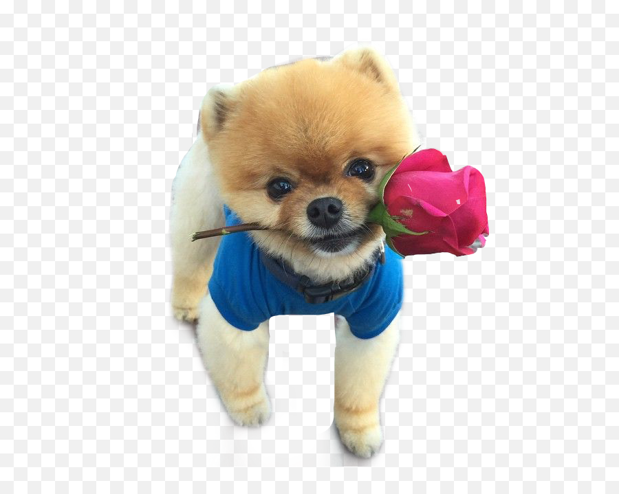 Jiffpomdogcute Freetoedit - Cute I Love You Puppies Emoji,Jiffpom Emoji