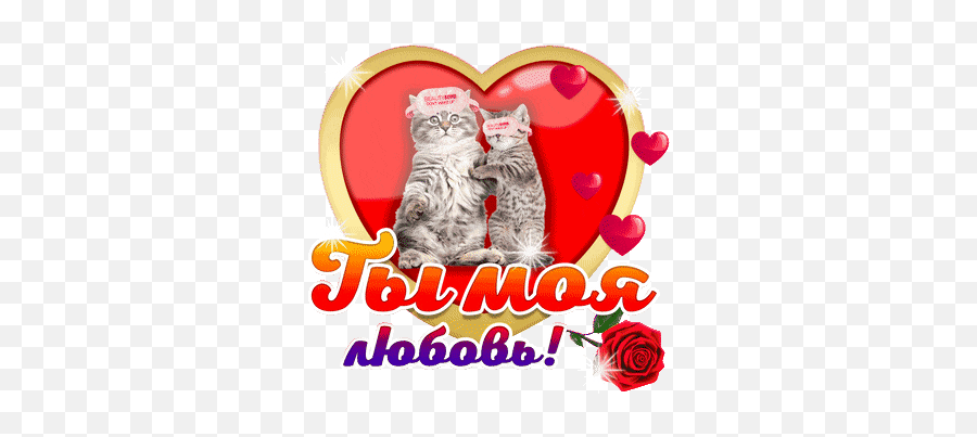 Top Kitten Love Stickers For Android U0026 Ios Gfycat - Squitten Emoji,Kitten Emoticons