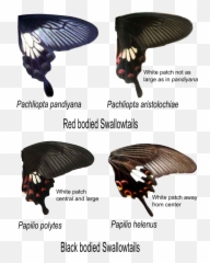 Pandiyana Aristolochiae Polytes Helenus - Papilio Polytes And Pachliopta Aristolochiae Emoji,Hawk Emoji