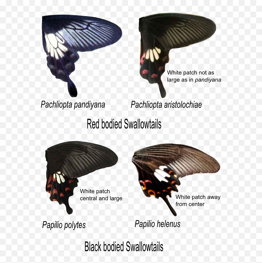 Pandiyana Aristolochiae Polytes Helenus - Papilio Polytes And Pachliopta Aristolochiae Emoji,Hawk Emoji