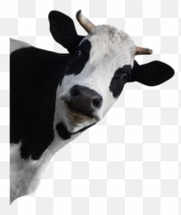 Free PNG Images u0026 Vectors Graphics PSD Files - DLPNGcom Funny Cow Png Emoji