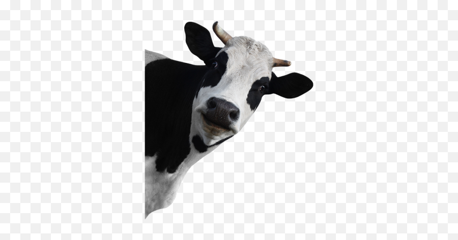 Free Png Images U0026 Free Vectors Graphics Psd Files - Dlpngcom Funny Cow Png Emoji,Cow Cake Emoji