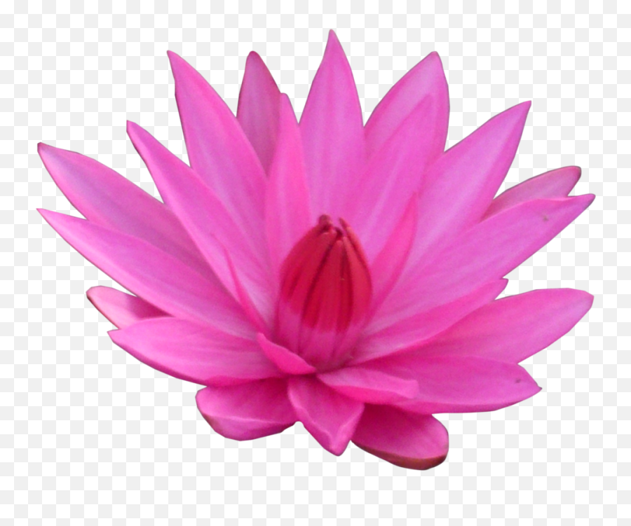 Lotus Flower Png Transparent - Lotus Flower Png Hd Emoji,Lotus Flower Emoji