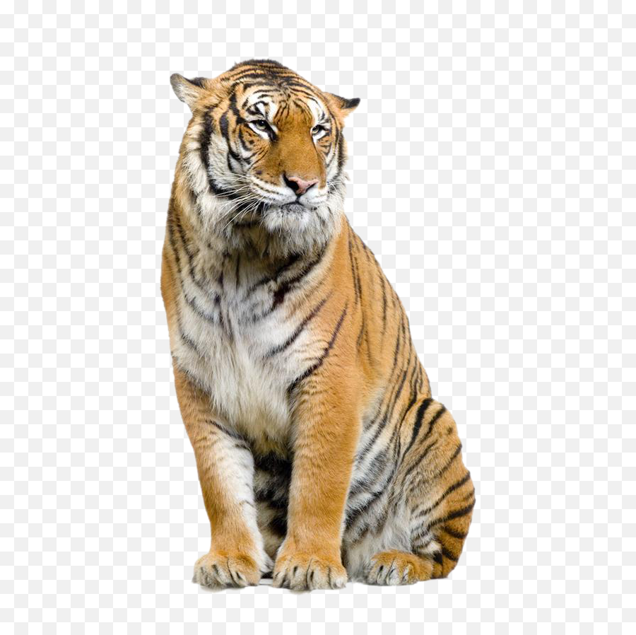 Bengal Tiger Lion Clipart Png - Tiger Background Png Emoji,Tiger Bear Paw Prints Emoji