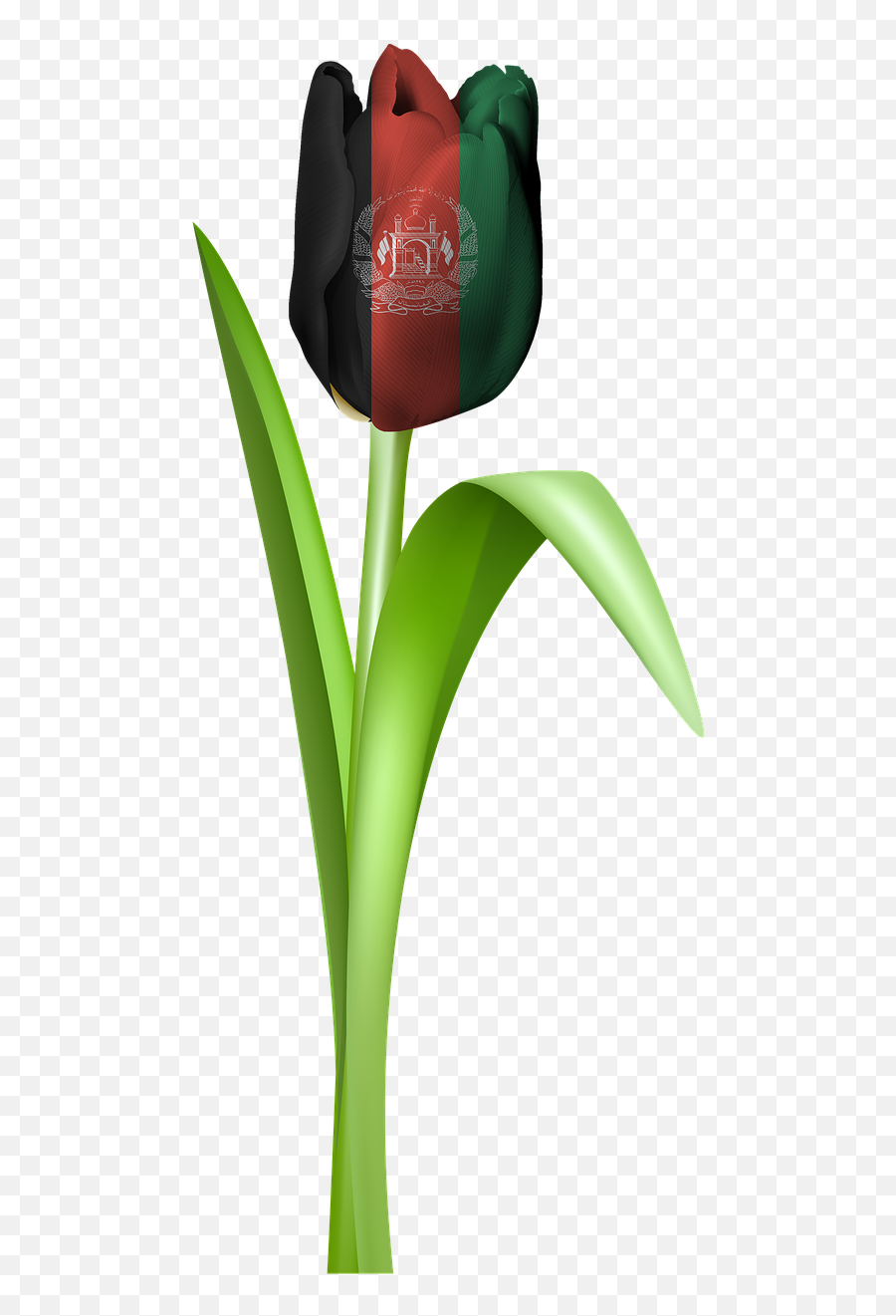 Tulip Iran Tajikistan Afghanistan - Afghanstan Flag Png Hd Emoji,Afghan Flag Emoji