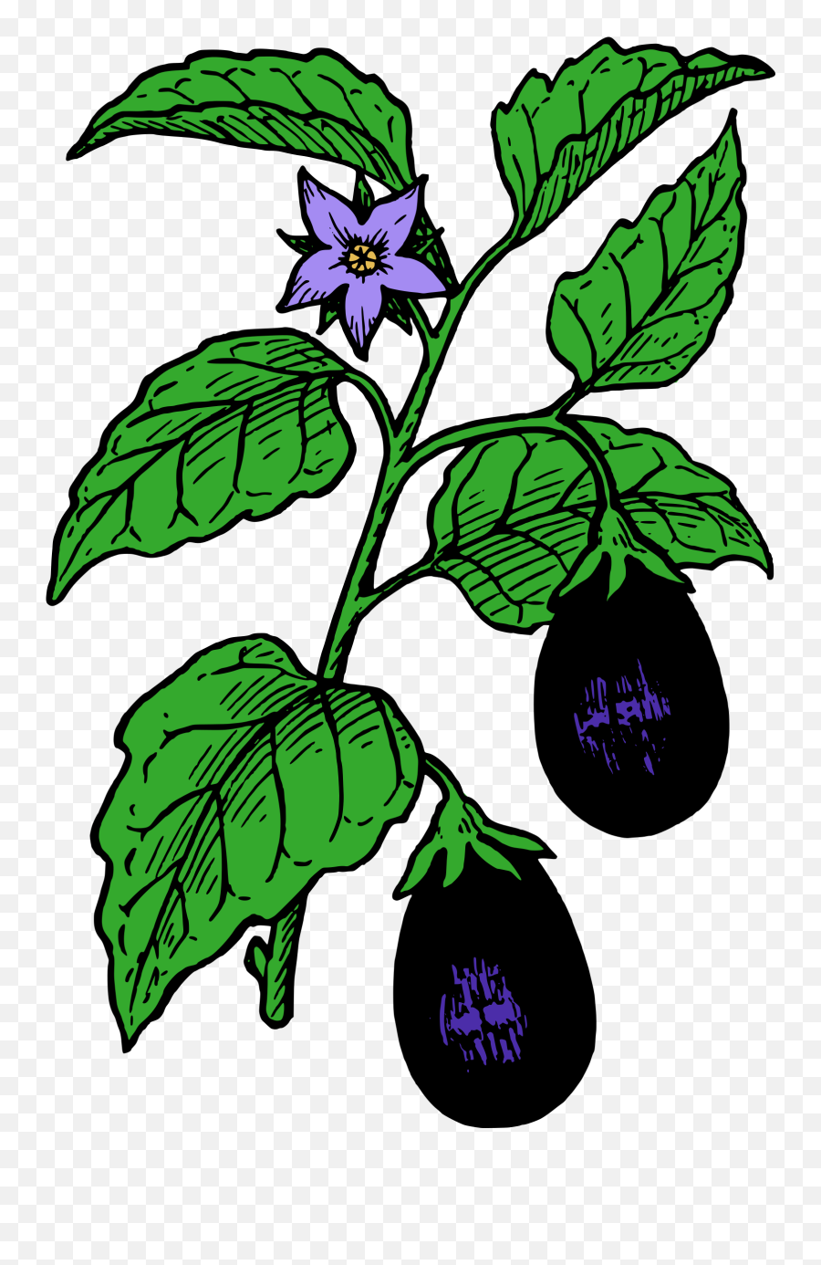 Eggplant Tree Clipart - Draw A Brinjal Plant Emoji,Eggplant Emoji Vector