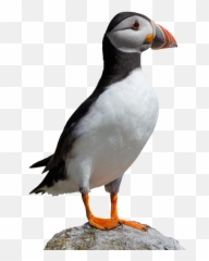 Free Png Images - Puffin Png Emoji,Puffin Emoji