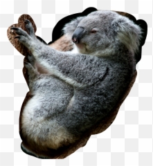 Free - Poar W Australi Misie Koala Emoji,Koala Beer Emoji