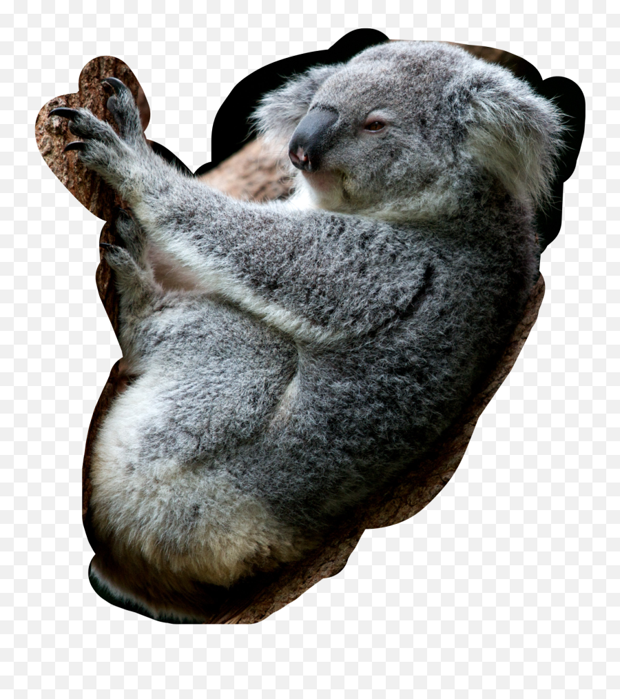 Free - Poar W Australi Misie Koala Emoji,Koala Beer Emoji