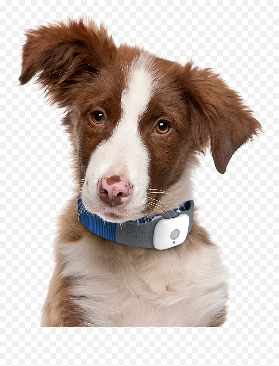 Dog Face Png - High Quality Dog Png Emoji,Dog Face Emoji