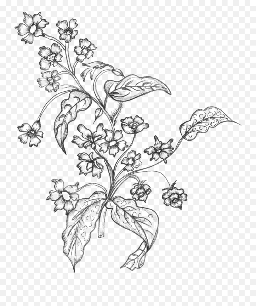 Wildflower Vector Art Nouveau Transparent U0026 Png Clipart Free - Transparent Flower Drawing Png Emoji,Black And White Flower Emoji