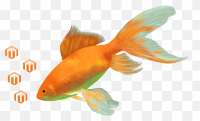 Magento Fish - Goldfish Emoji,Goldfish Emoji