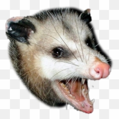 Opossum - Possum At Night Emoji,Opossum Emoji
