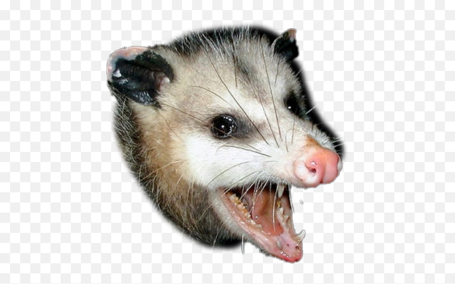 Opossum - Possum At Night Emoji,Opossum Emoji