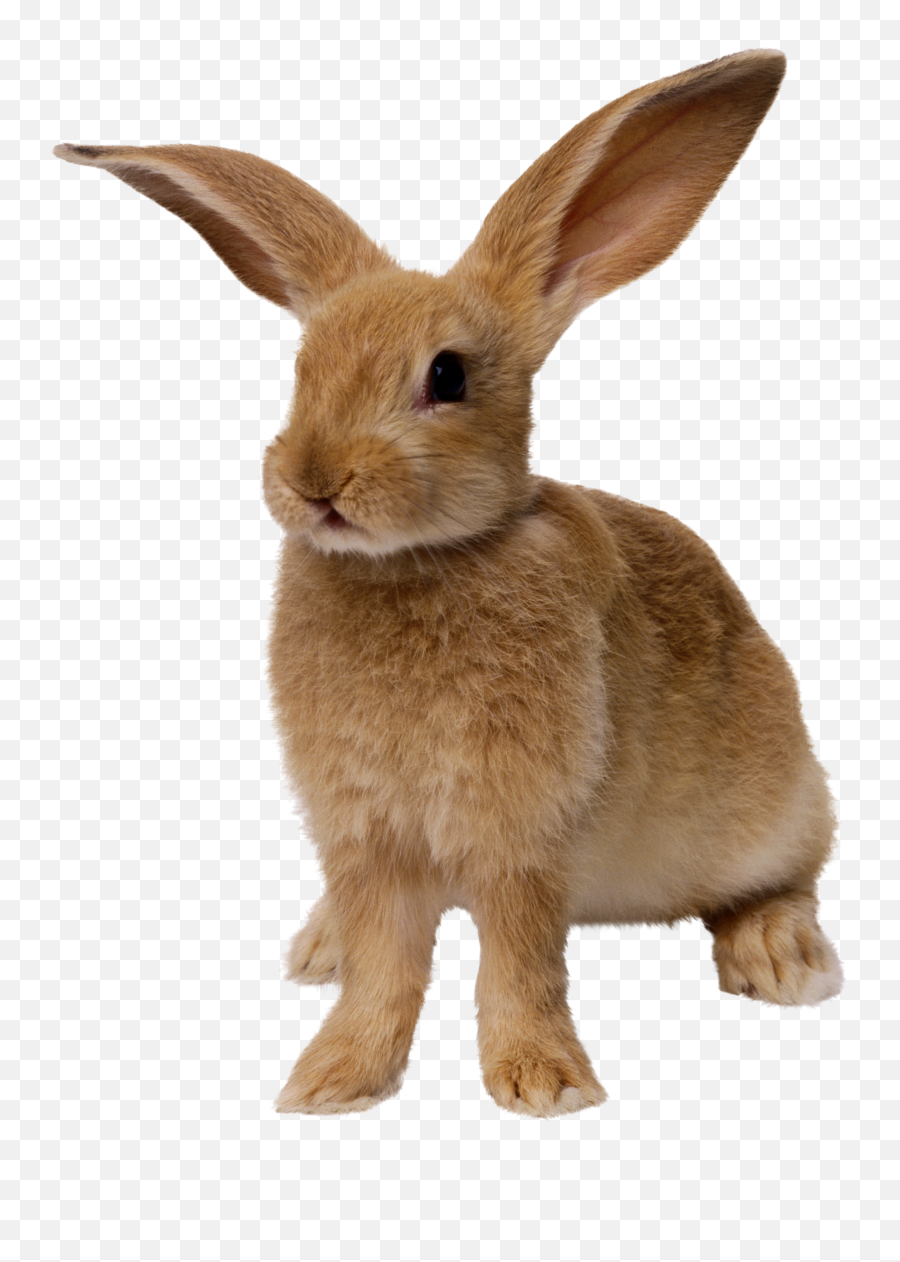 Rabbit Png Image Emoji,Japanese Bunny Emoji