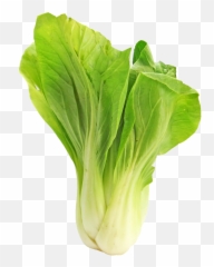 Bokchoy Choy Cabbage Vegetable Emoji