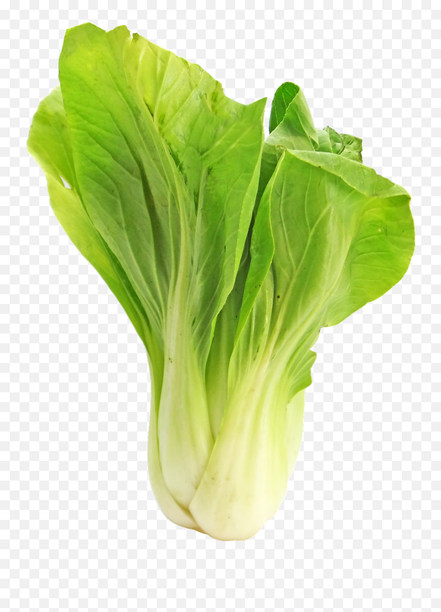 Bokchoy Bok Choy Cabbage Vegetable Emoji,Japanese Food Emoji