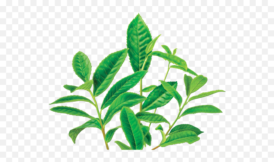 Clipart Leaves Green Tea Leaf - Alvita Organic Green Tea Earl Grey Tea Plant Emoji,Herb Emoji
