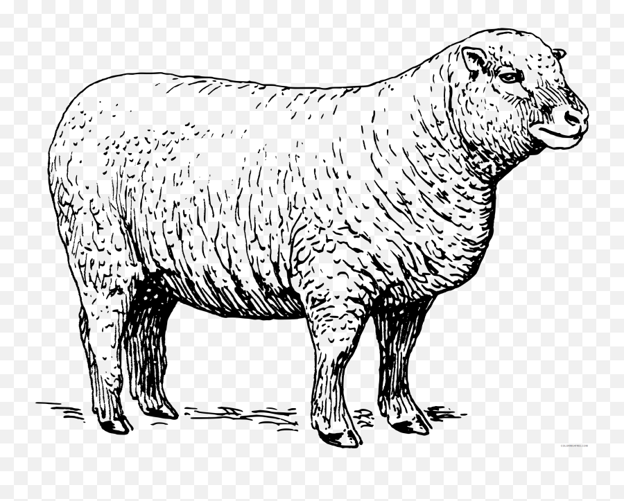 Black And White Sheep Coloring Pages - Sheep Illustration Black And White Emoji,Black Sheep Emoji