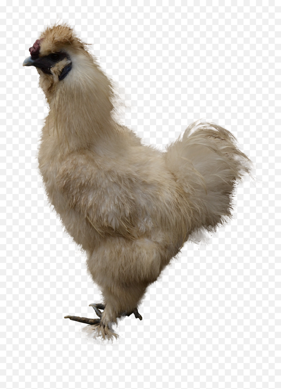 Chicken Png Image - Chicken Emoji,Chicken Wings Emoji