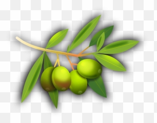 Olives Fruits Olive Tree Olive Grove - 98 Emoji,Olive Oil Emoji