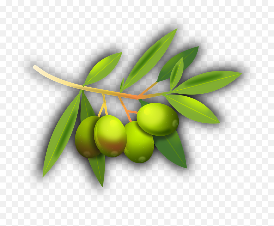 Olives Fruits Olive Tree Olive Grove - 98 Emoji,Olive Oil Emoji
