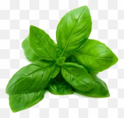Basil - Transparent Basil Leaves Png Emoji,Basil Emoji