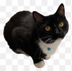 Kai Kibby Kitty Sticker - Black Cat Emoji