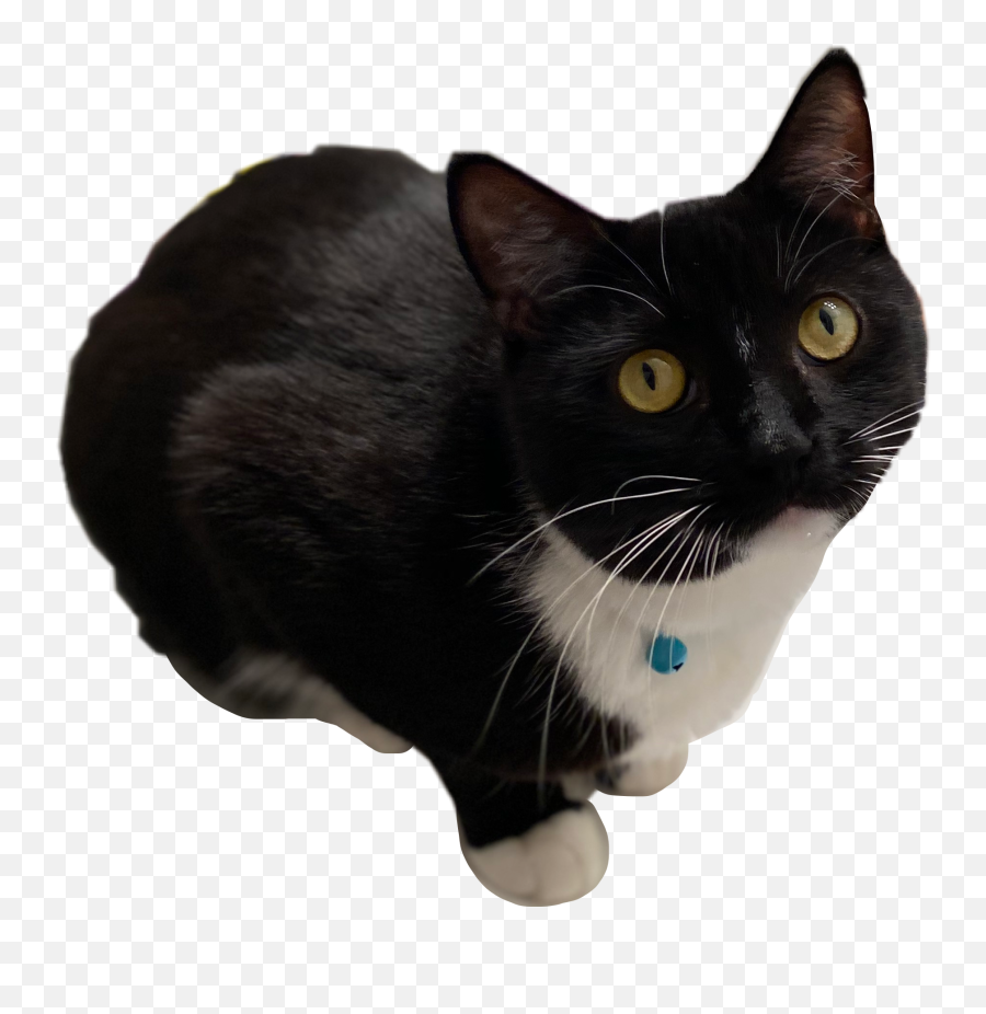 Kai Kibby Kitty Sticker - Black Cat Emoji,Mischief Emoji