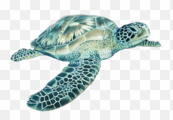 The Most Edited - Hawksbill Sea Turtle Emoji,Sea Turtle Emoji