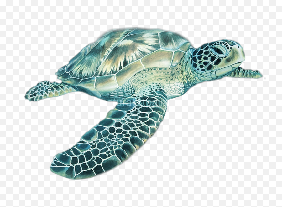 The Most Edited - Hawksbill Sea Turtle Emoji,Sea Turtle Emoji
