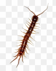 Bugs Bug Insect Cute Creepy Gross - Millipedes Emoji,Centipede Emoji