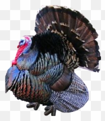 The Newest turkey Stickers on PicsArt - Pretty Turkey In Mexico Emoji