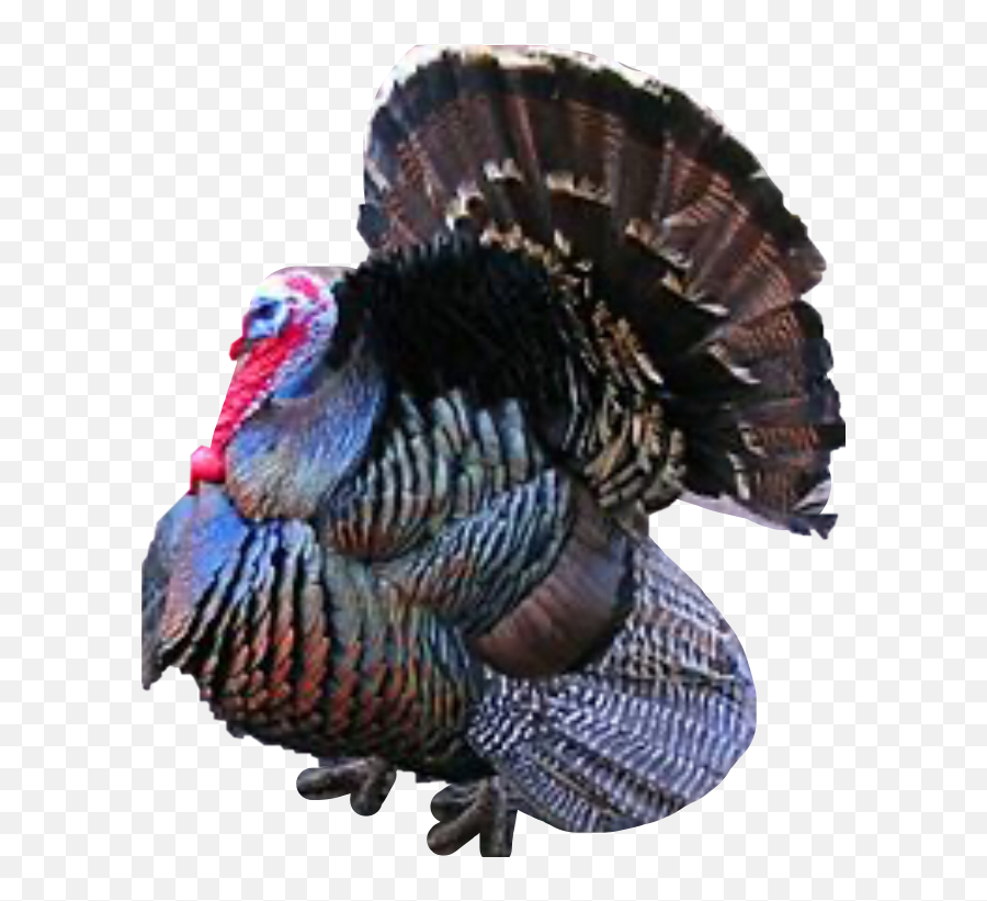 The Newest Turkey Stickers On Picsart - Pretty Turkey In New Mexico Emoji,Turkey Emoji