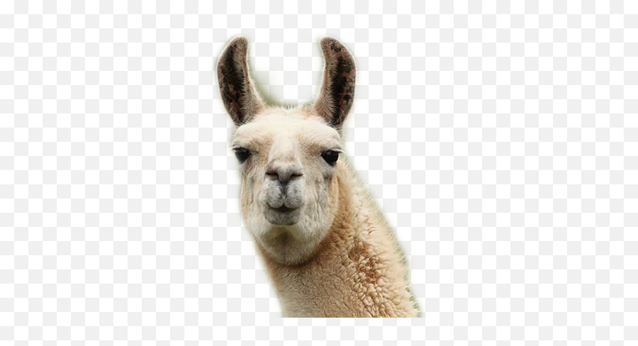 Llama Alpaca - Why We Emoji,Llama Emoji