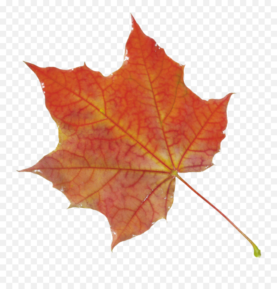 Png Fall Leaves Transparent U0026 Png Clipart Free Download - Ywd Maple Leaf Texture Png Emoji,Maple Leaf Emoji