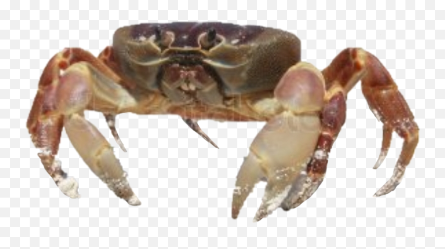 Edit Crab Stickers - Krebserregende Stoffe Meme Emoji,Crab Emoji
