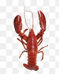 Lobster Clipart Transparent Background - Lobster Transparent Background Emoji,Lobster Emoji