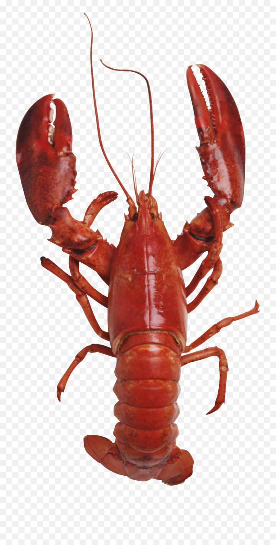Lobster Clipart Transparent Background - Lobster Transparent Background Emoji,Lobster Emoji