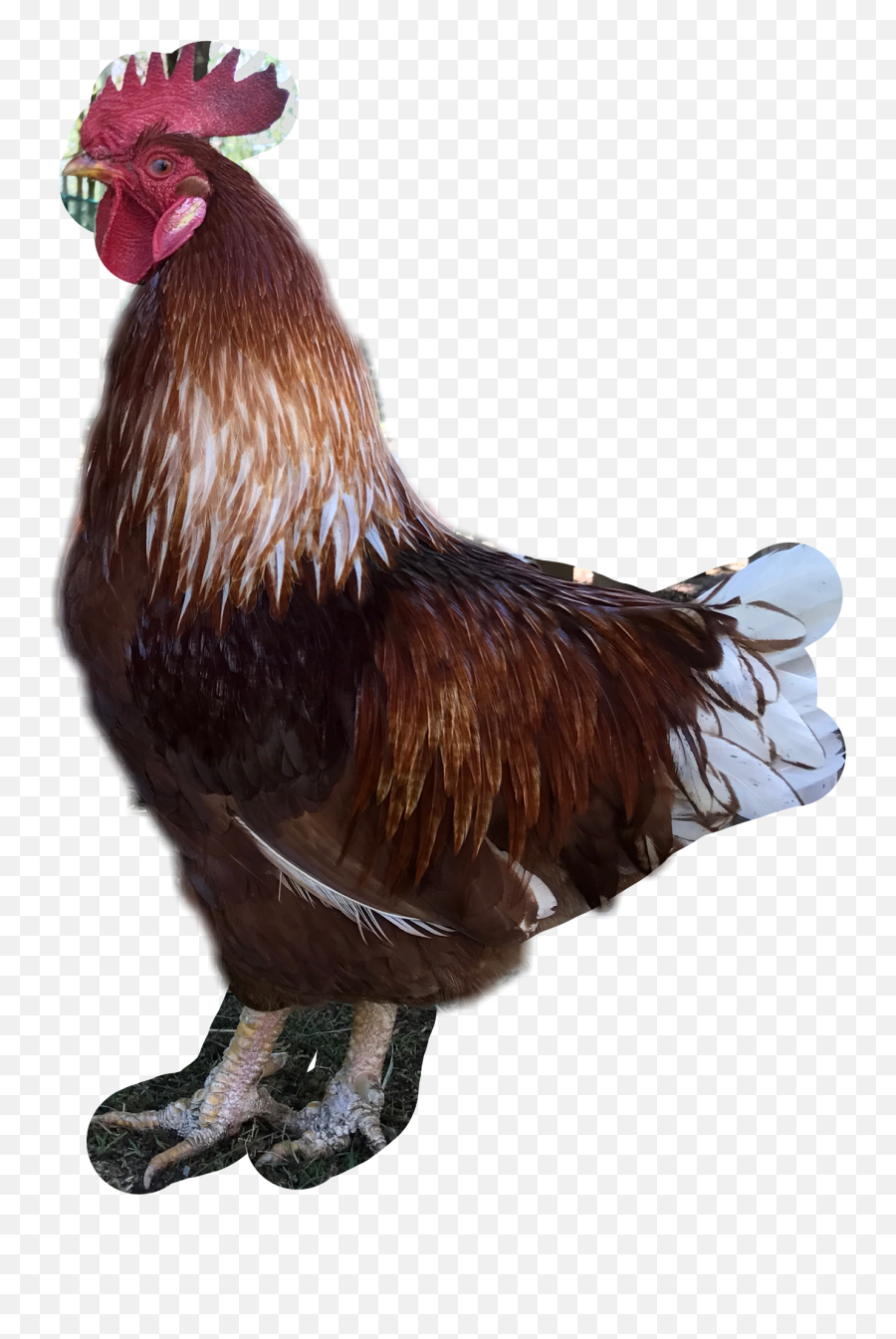 The Newest Cockerel Stickers On Picsart - Rooster Emoji,Rooster Emoji