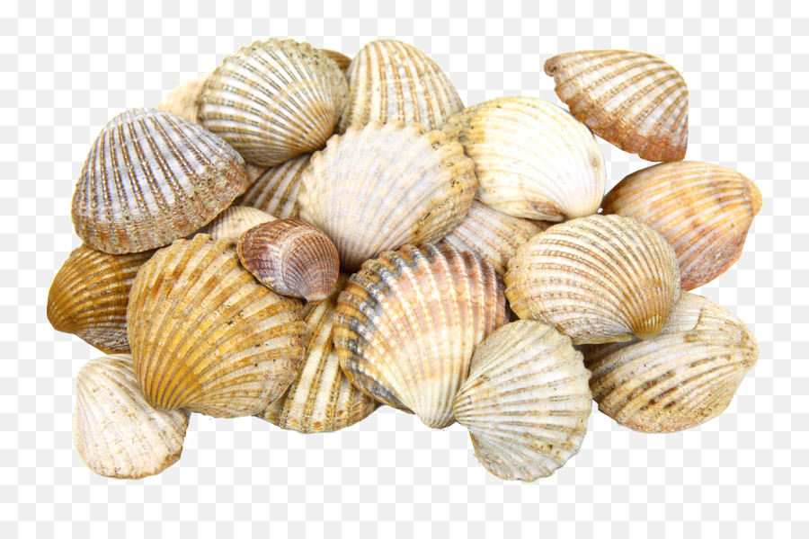 Seashells Png U0026 Free Seashellspng Transparent Images 48197 - Shells Transparent Emoji,Seashell Emoji