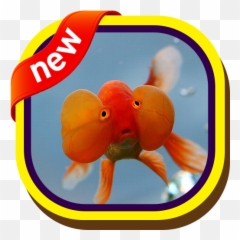 Bubble Eye Goldfish Wallpapers 1 - Jersey Design Basktbll 2019 Emoji,Goldfish Emoji