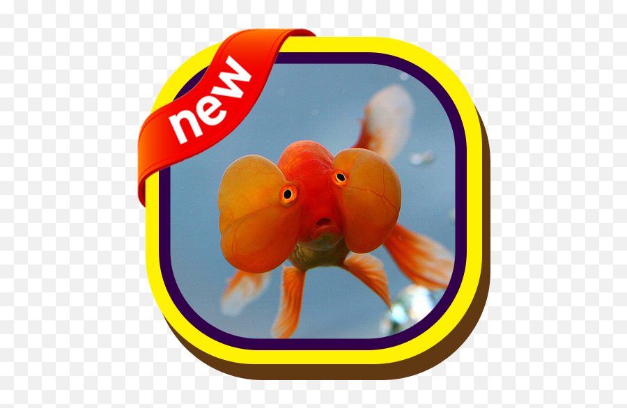 Bubble Eye Goldfish Wallpapers 1 - Jersey Design Basktbll 2019 Emoji,Goldfish Emoji