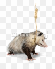 Animals Png And Vectors For Free - Animals In A Noose Emoji,Opossum Emoji