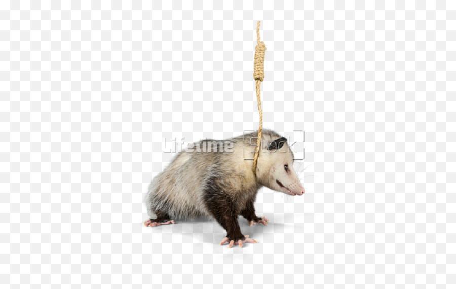 Animals Png And Vectors For Free - Animals In A Noose Emoji,Opossum Emoji