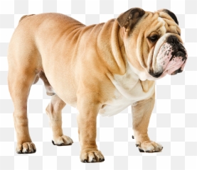 French Bulldog Rhodesian Ridgeback Dalmatian Dog Puppy - Bulldog Png Emoji,Bulldog Emoji