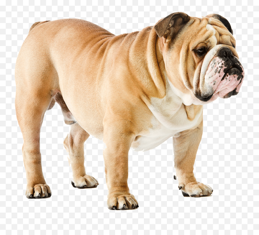 French Bulldog Rhodesian Ridgeback Dalmatian Dog Puppy - Bulldog Png Emoji,Bulldog Emoji