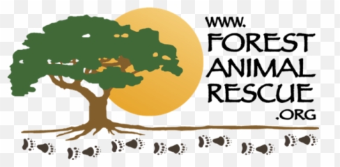 Emergency surgery on a rescued wolf - Tree Emoji
