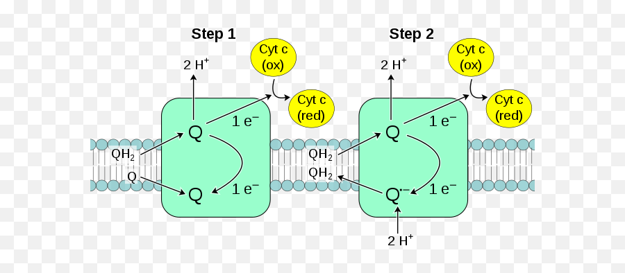 Complex Iii Reaction - Cytochrome C Réductase Complexe Iii Emoji,Ball And Chain Emoji